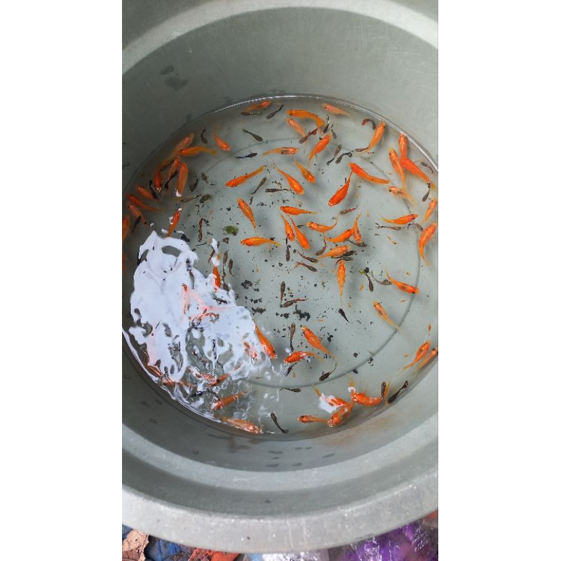 Molly Sunkist Orange Cawang-Lyretail-Kipas-Biasa Molly Sunkist Orange bukan balon