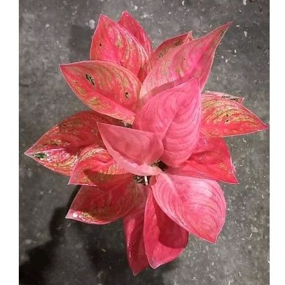 aglonema red legacy tulang ikan ukuran remaja