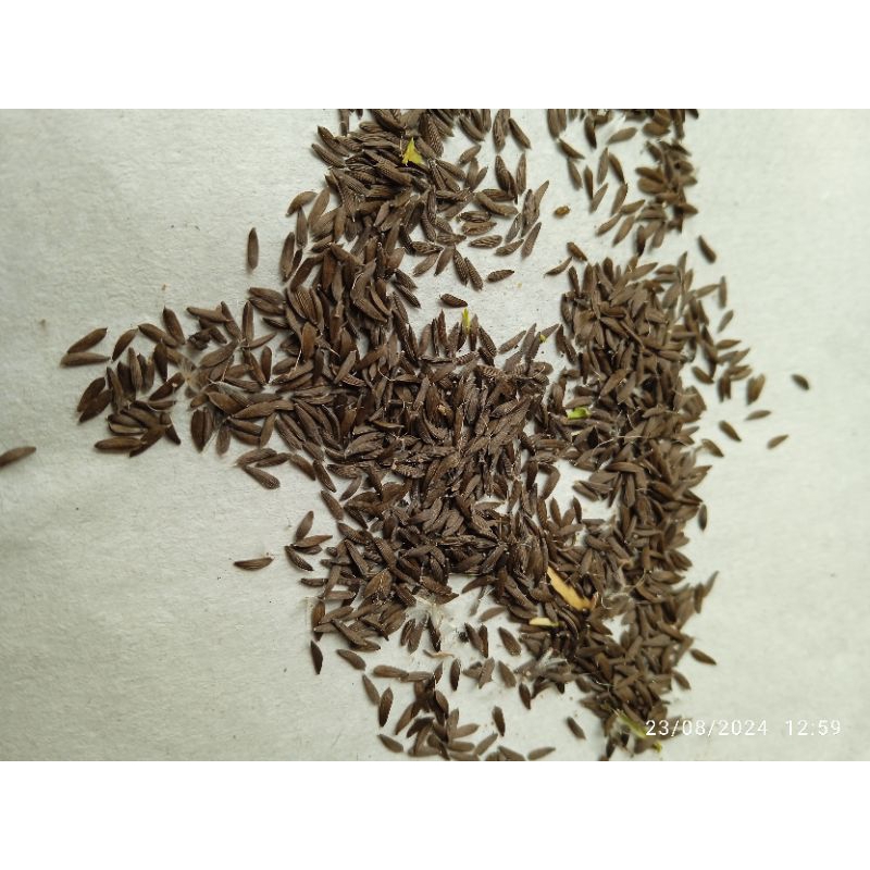 biji / benih sayur SIOMAK