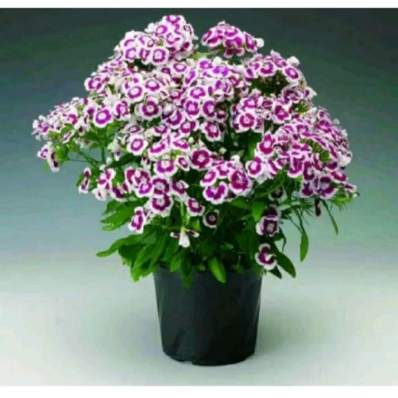 TANAMAN HIAS ANYELIR