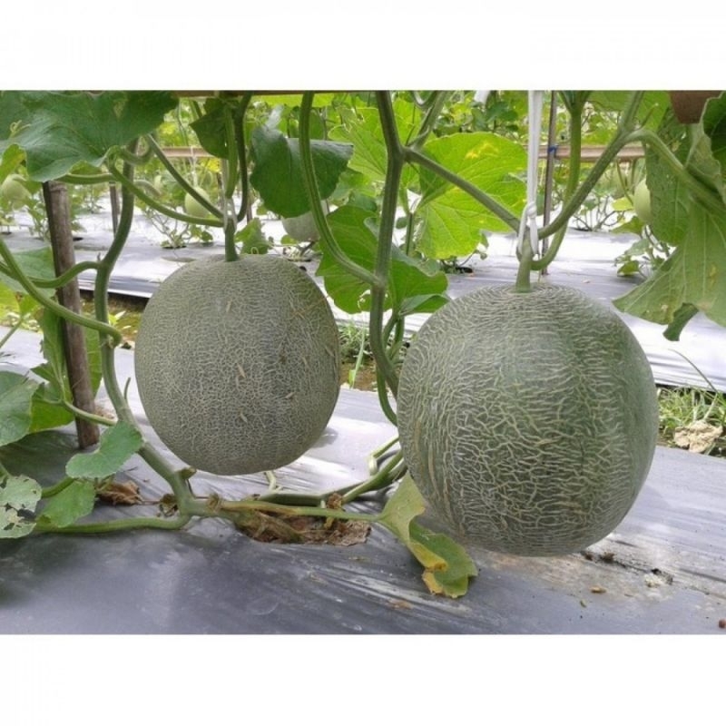 

2 Biji Benih Melon buah besar orange