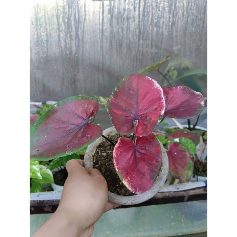 Caladium varigata ori biji