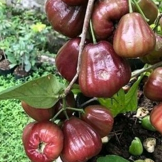 

Jambu air merah