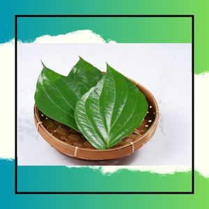 

Daun Sirih Segar || Pusat Hasil Bumi