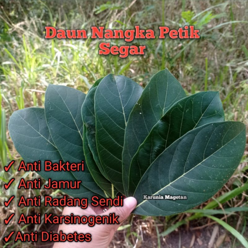 

Daun Nangka Petik Segar 50 lembar