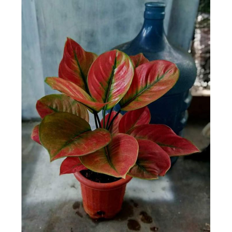 aglonema ayunindi tanian lokal ukuran beby daun 2-3