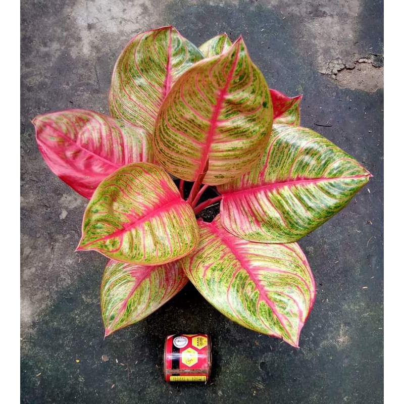 aglonema huges merah/aglonema Dewi Hughes daun 5-6 ukuran remaja