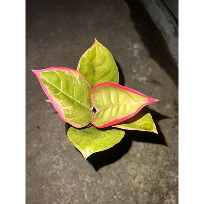 aglonema lipstik greg co live