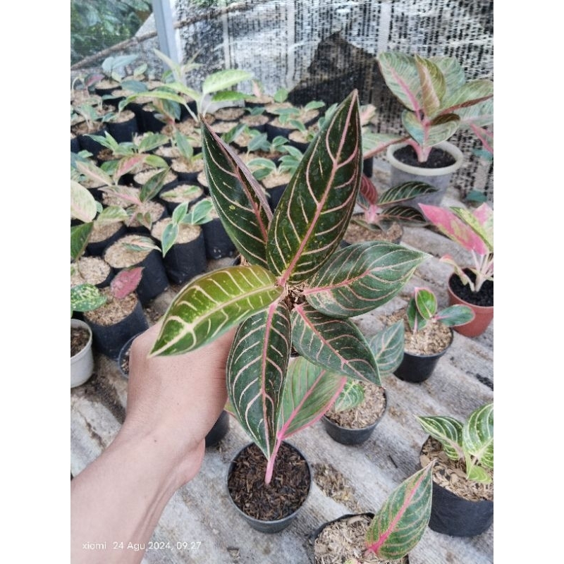 aglonema pride of sumatra