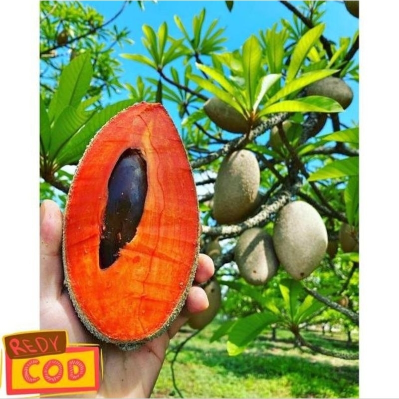 ready bisa cod bibit tanaman buah sawo raksasa bibit tanaman mamey sapote maggana lorito sambung sus