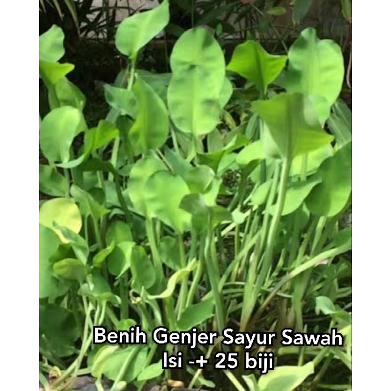 Benih Genjer Sayur Fresh