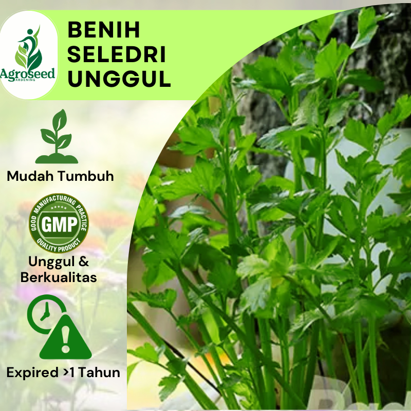 30 Benih Seledri Bibit Unggul Hidroponik