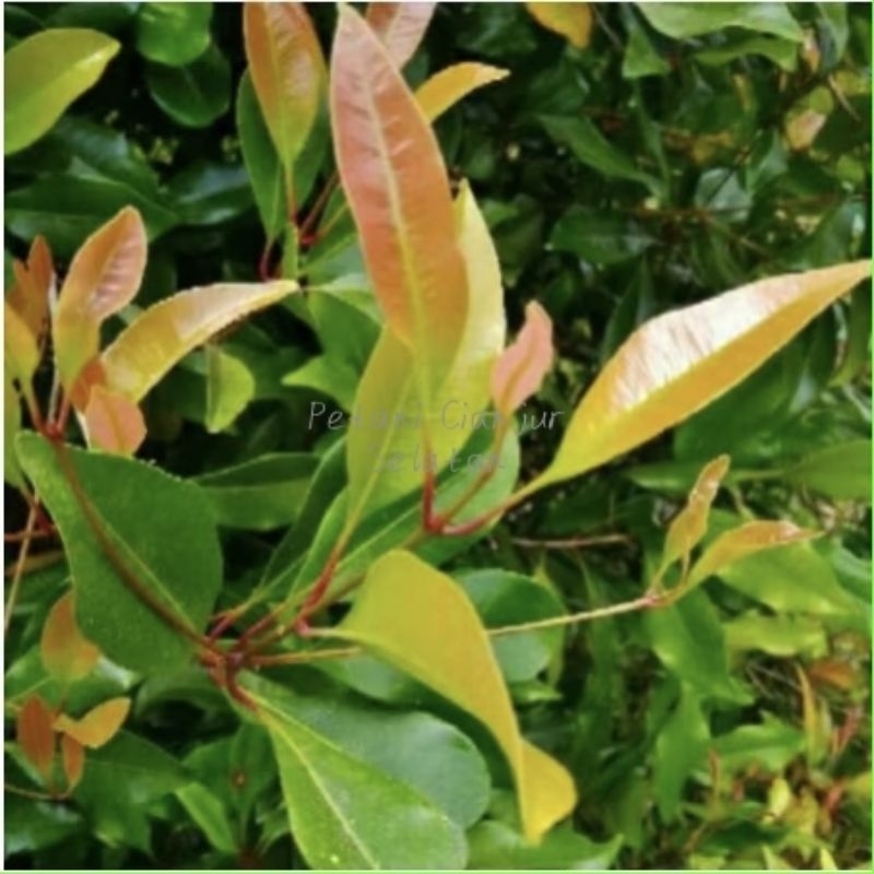 Daun Cengkeh Segar 500gram | Daun Cengkeh Herbal | Daun Cengkeh Rempah