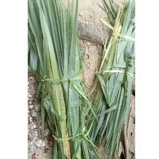 

Daun Lontar Siwalan Type Sedang (PUPUS LONTAR) BASAH FRESH
