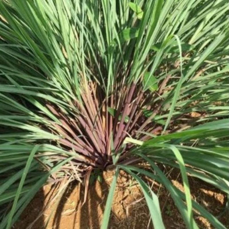 

sereh merah /sereh wulung daun segar wangi