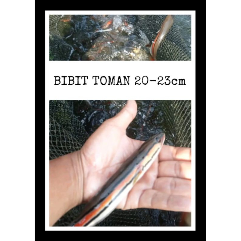 MURMER  IKAN TOMAN 20-23CM
