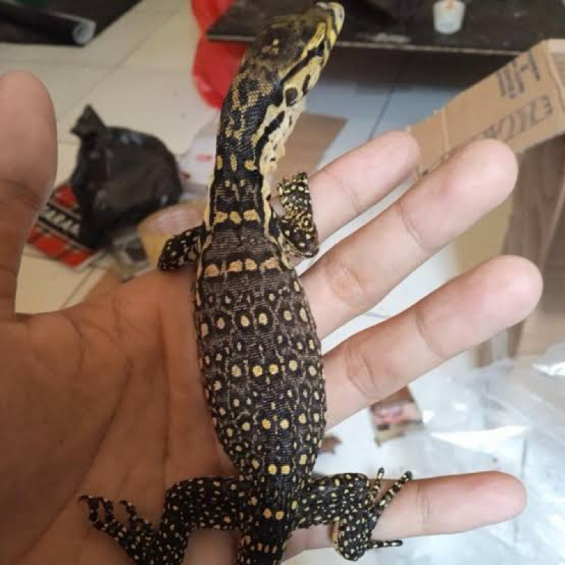baby biawak/salva