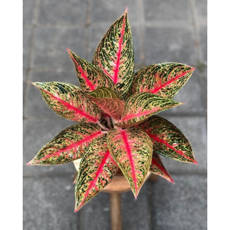 Aglonema Red Legacy