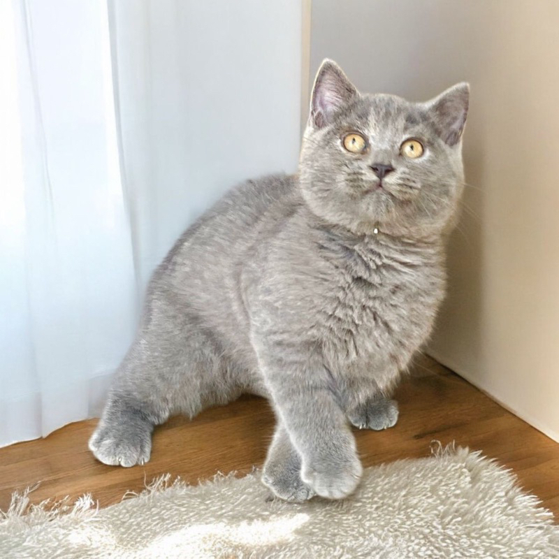 boneka kucing warna abu