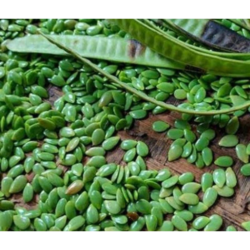 

Petai Cina Kupas 100 Gram Obat Herbal Tradisional Termurah Segar