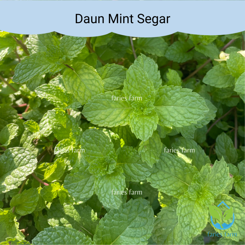 

Daun Mint Segar Fresh Mint