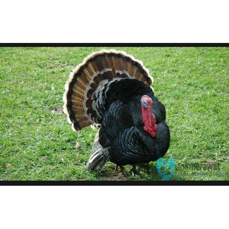 PROMO TELUR AYAM KALKUN UNTUK DI TETASKAN