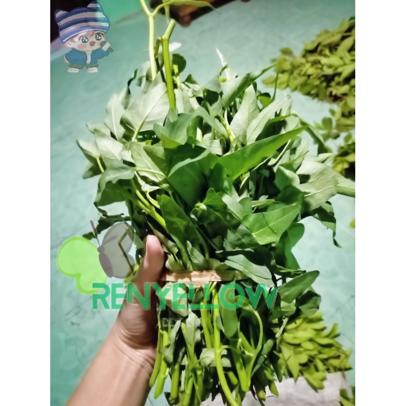 

daun salam & kangkung fresh