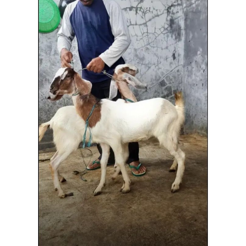2 Ekor Kambing dan Domba Tipe Super Untuk Potong dan Pelihara / Kambing dan Domba Murah Untuk Aqiqah