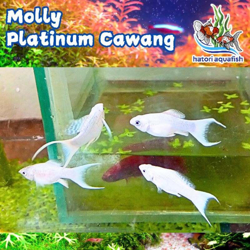 Molly platinum cawang