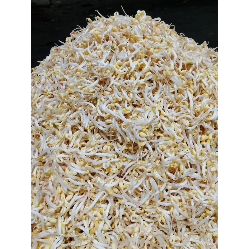 

sayur toge/ kecambah fress