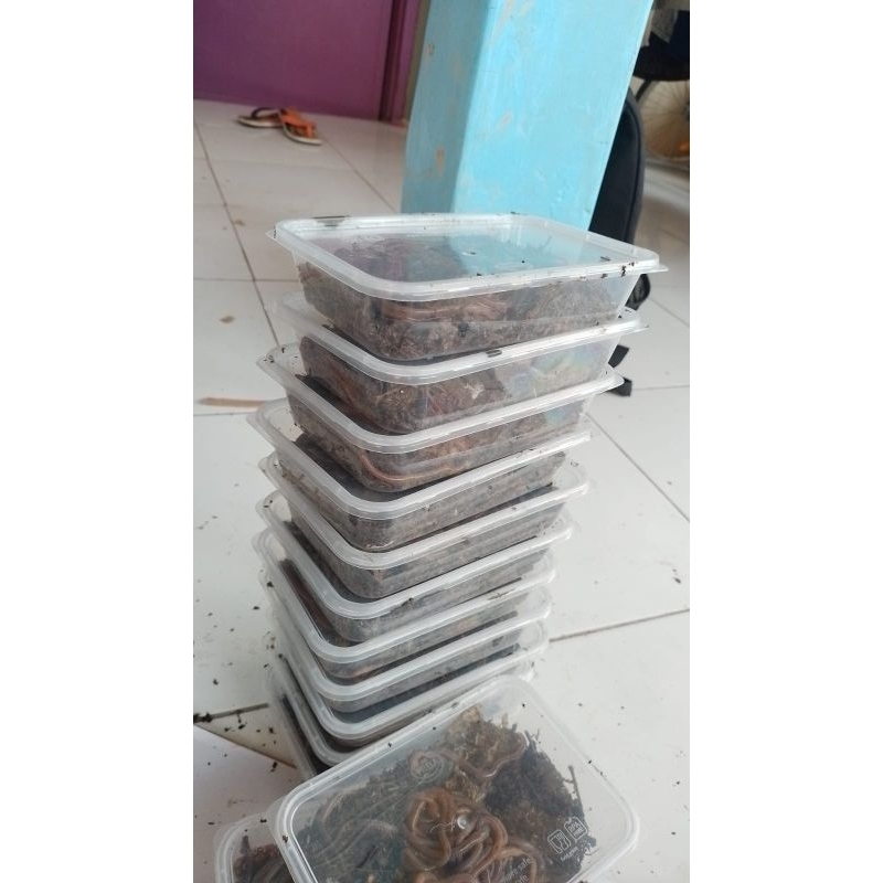 CACING LAUT/Umpan Ikan