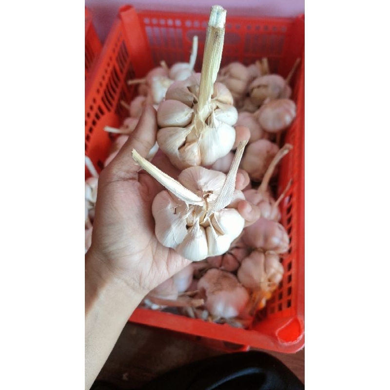 

Bawang putih