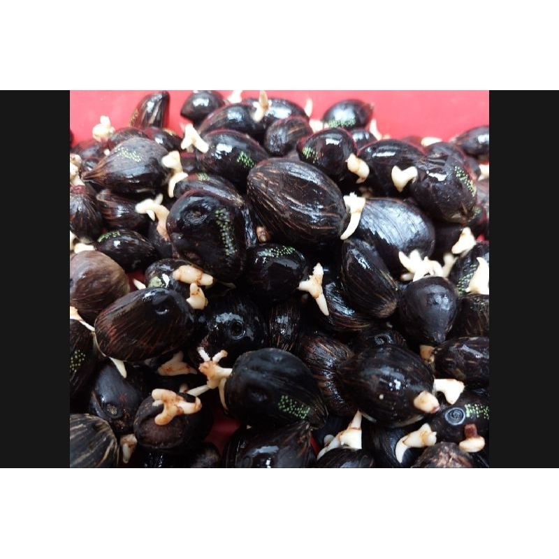 100 butir Benih bibit Polong Sawit PPKS DXP MEDAN