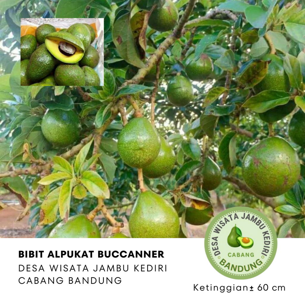 Bibit Alpukat Buccanner Desa Wisata Jambu Kediri Cabang Bandung