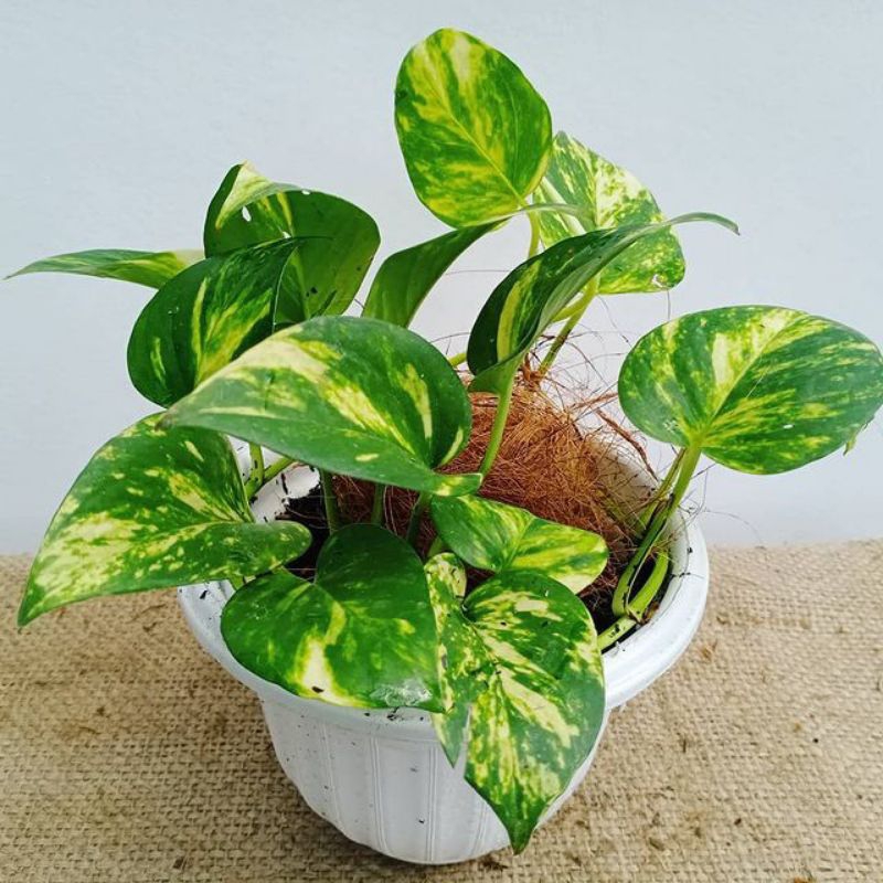 Tanaman air epipremnum aureum marble gold - epipremnum aureum - sirih gading - goldenphotos