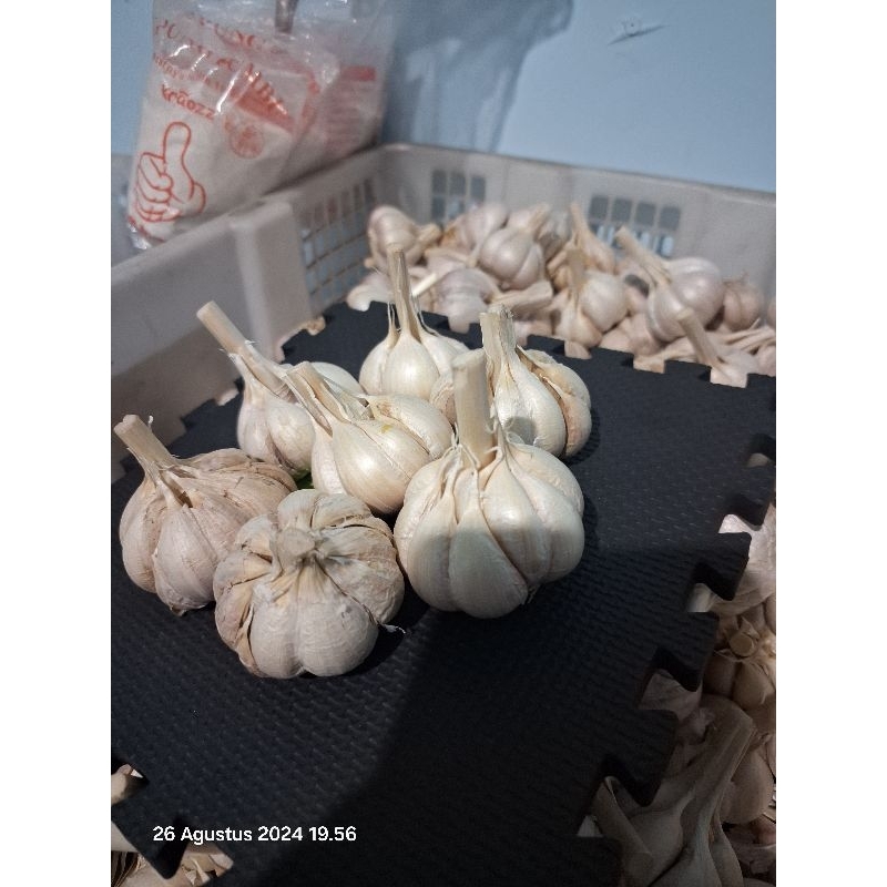 

bawang kating 1kg