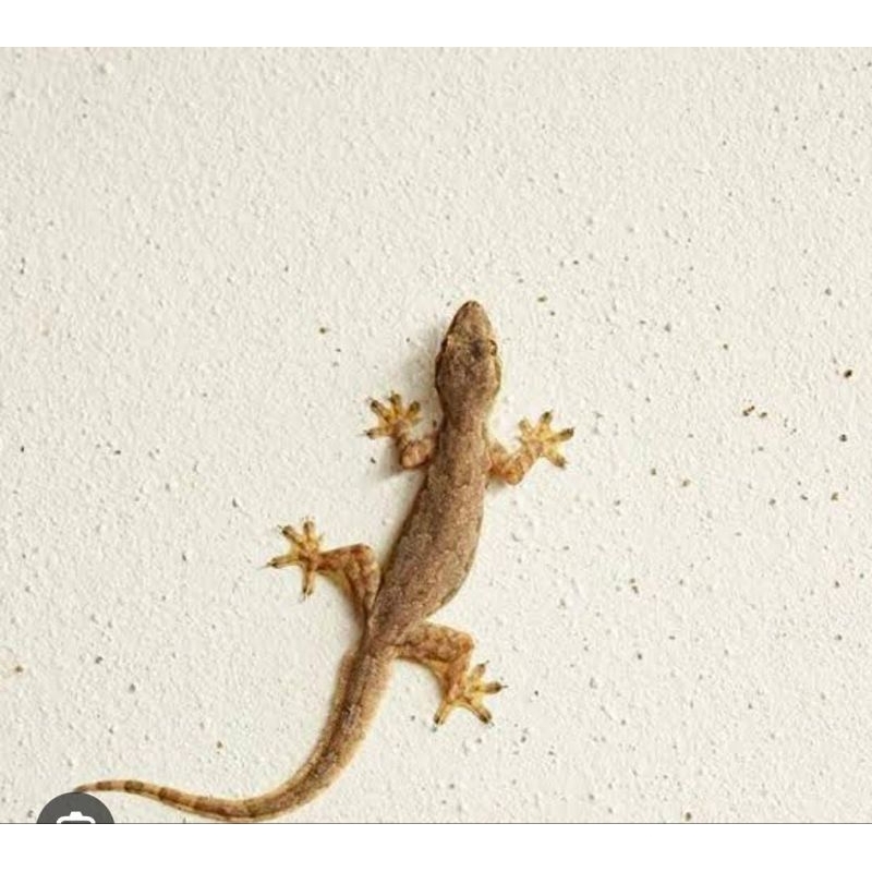 Cicak Cecek Rumah Hidup Pakan Reptil Predator Obat Herbal Termurah