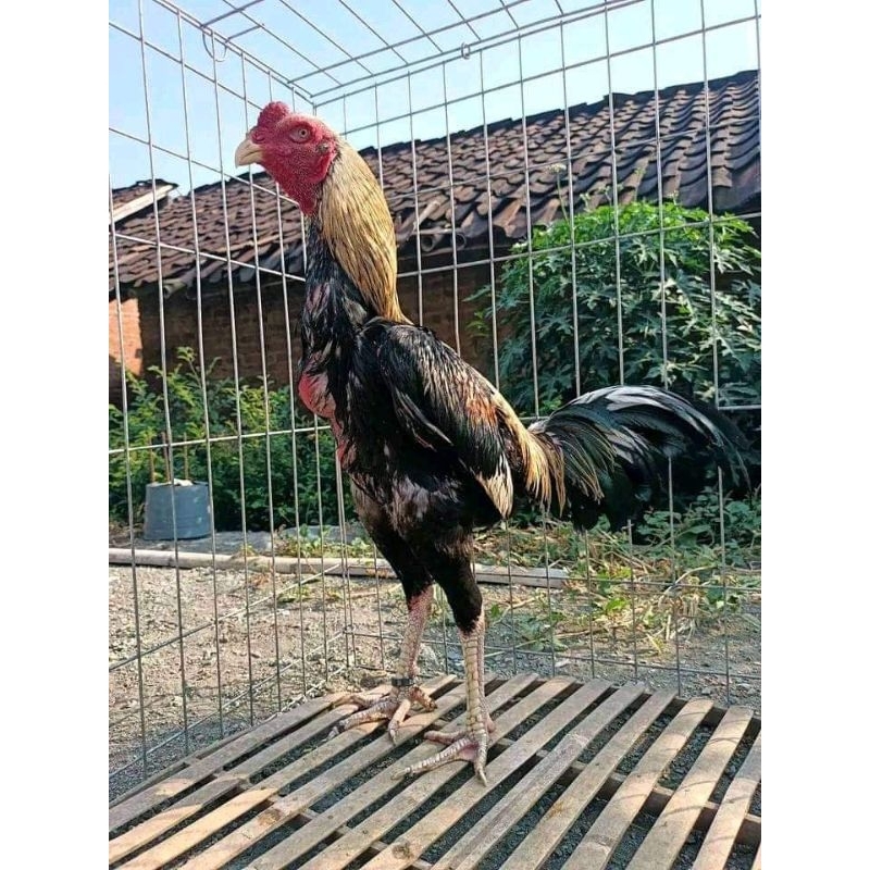 

Isi 3 Telur vertil ayam shamo japan bagus