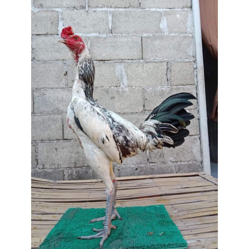 

Isi 3 butir telur ayam vertil pama gen terbaik