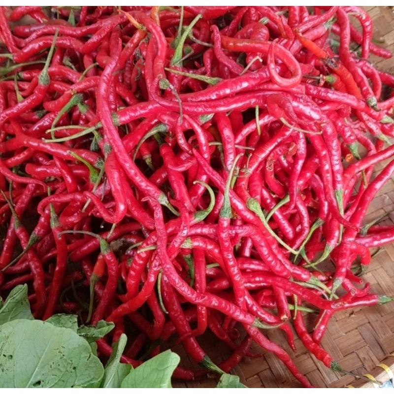 

Cabe Keriting Merah 500 gram