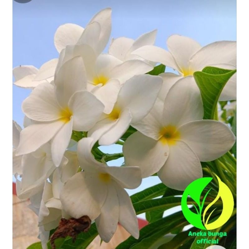 Kamboja Bali termurah bunga putih cantik - pohon Kamboja Bali sudah berakar
