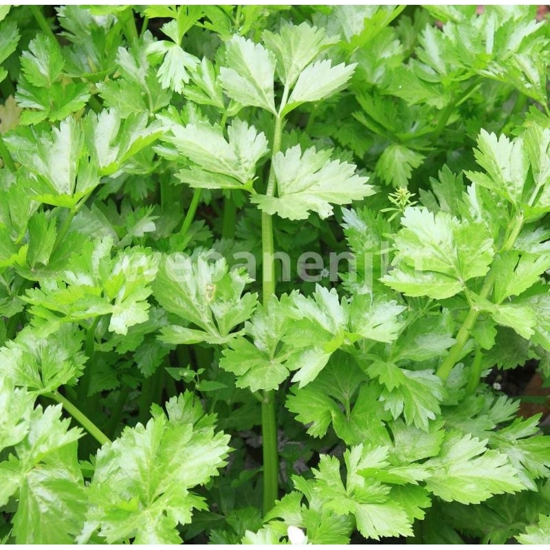 

Daun Seledri Segar Daun Sop 250gr