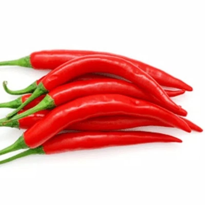 

KRIEGER || Cabe merah segar