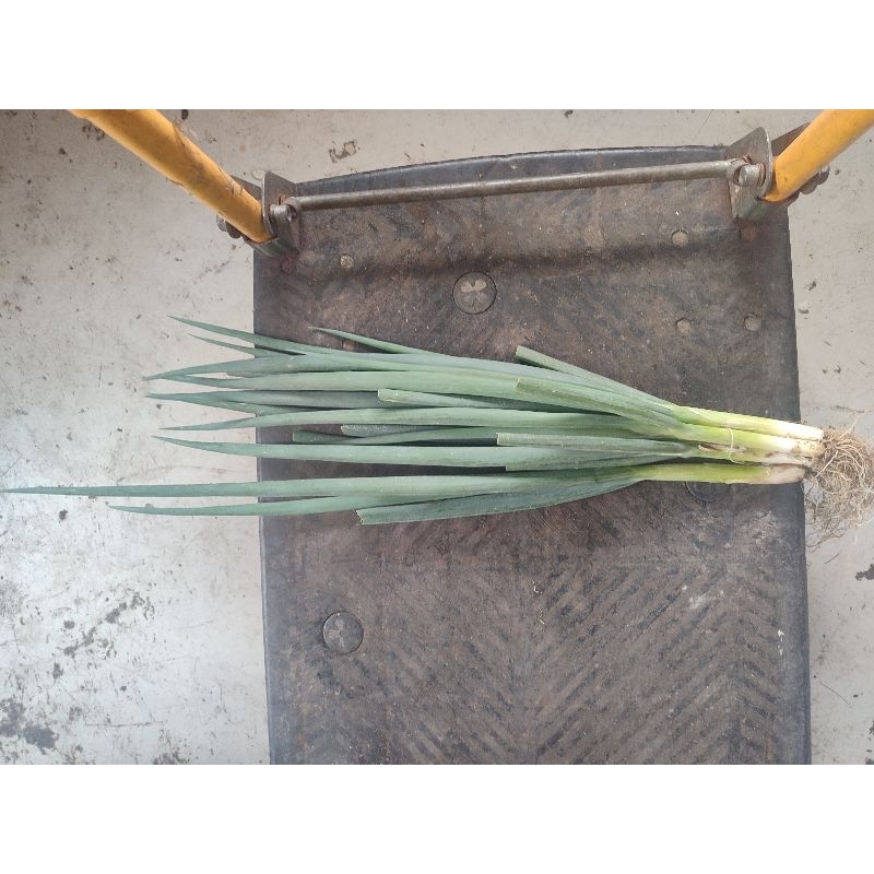 

Daun Bawang Pre / Leek