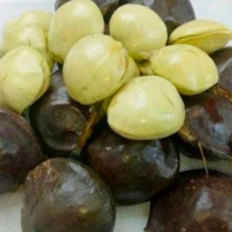 

Jengkol Muda 1 Kg