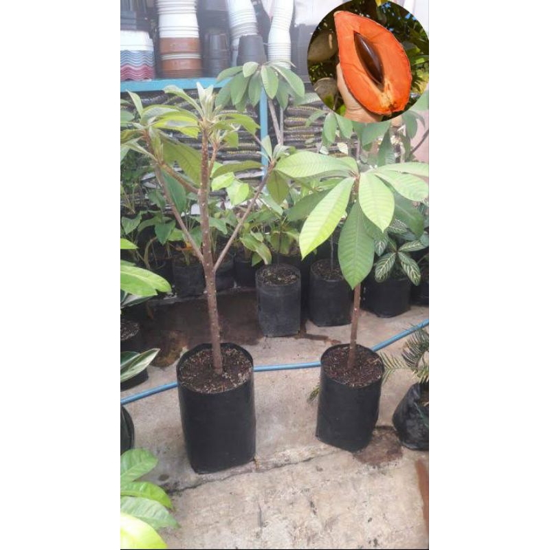 Bibit Mamey Sapote Fresh Cangkok Sudah Berakar Banyak | Bisa Pilih Jenis Magana, Keywest, Lorito Cep