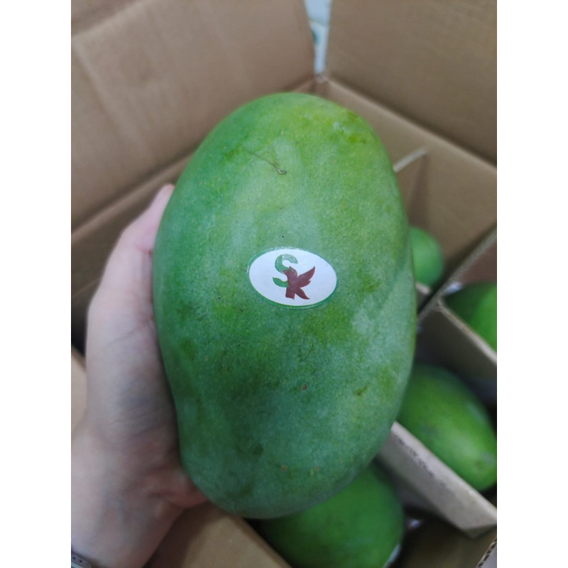 

Mangga Bangil