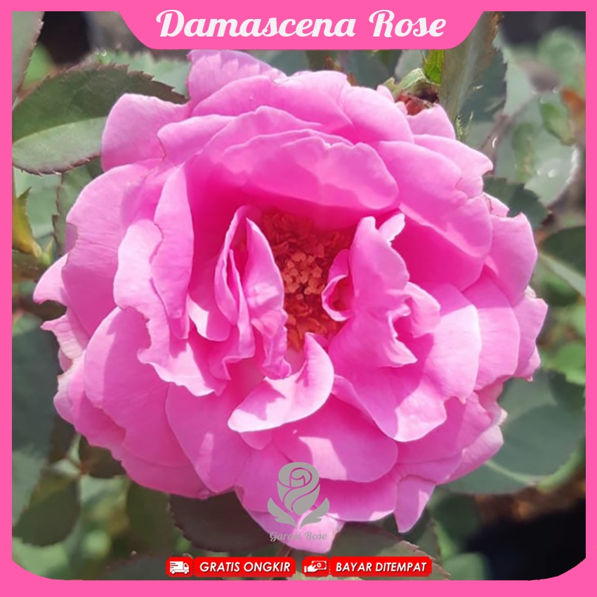 Mawar Import Damascena Wangi Strong
