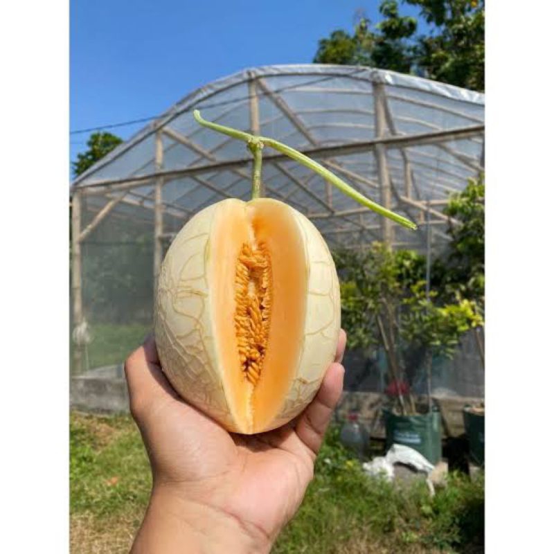 

Melon sweet 1buah