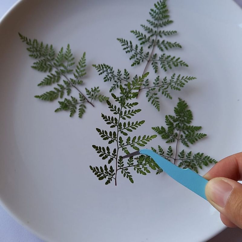 pressed daun paku daun pakis